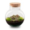 Kit Terrarium Diy - Noah - ↑ 20 Cm – Image 12