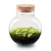 Kit Terrarium Diy - Noah - ↑ 20 Cm – Image 3