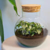Kit Terrarium Diy - Noah - ↑ 20 Cm – Image 4