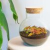 Kit Terrarium Diy - Noah - ↑ 20 Cm – Image 5