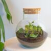 Kit Terrarium Diy - Noah - ↑ 20 Cm – Image 6