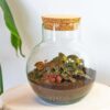 Kit Terrarium Diy - Noah - ↑ 20 Cm – Image 7