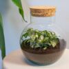 Kit Terrarium Diy - Noah - ↑ 20 Cm – Image 9