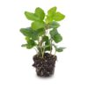 Hedera Helix - Ø 6 Cm -lierre pour terrarium