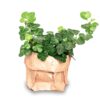 Hedera Helix - Ø 6 Cm -lierre pour terrarium – Image 3