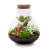 Terrarium Diy Kit - Sam Xl Red - Bottle Garden - ↑ 35 Cm – Image 2