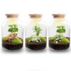 Terrarium Diy Kit - Little Milky + Led Light - ↑ 25 Cm
