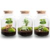 Terrarium Diy Kit - Little Milky + Led Light - ↑ 25 Cm – Image 8