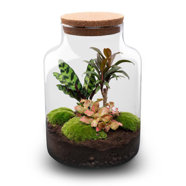 Terrarium Diy Kit - Milky Palm - Bottle Garden - ↑ 30 Cm – Image 2