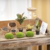 Terrarium Diy Kit - Milky Palm - Bottle Garden - ↑ 30 Cm – Image 3