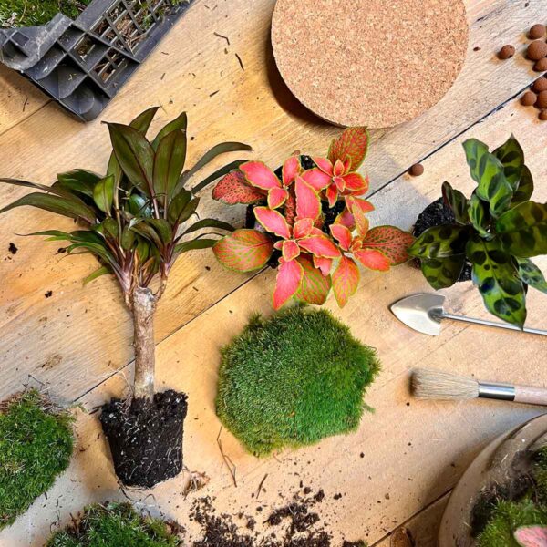 Terrarium Diy Kit - Milky Palm - Bottle Garden - ↑ 30 Cm – Image 4