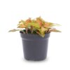 Fittonia Orange - Pink - Ruby Lime - Mosaic Plant – Image 2