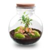 Terrarium Diy Kit - Teddy Bonsai - Bottle Garden - ↑ 26,5 Cm – Image 2