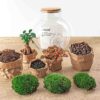 Terrarium Diy Kit - Teddy Bonsai - Bottle Garden - ↑ 26,5 Cm – Image 3