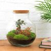 Terrarium Diy Kit - Teddy Bonsai - Bottle Garden - ↑ 26,5 Cm – Image 4
