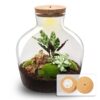 Terrarium Diy Kit - Fat Joe Red - Bottle Garden - ↑ 30 Cm