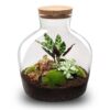 Terrarium Diy Kit - Fat Joe Red - Bottle Garden - ↑ 30 Cm – Image 2