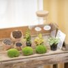 Terrarium Diy Kit - Fat Joe Red - Bottle Garden - ↑ 30 Cm – Image 3