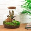 Terrarium Diy Kit - Fat Joe Red - Bottle Garden - ↑ 30 Cm – Image 4