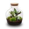 Terrarium Diy Kit - Fat Joe - Bottle Garden - ↑ 30 Cm – Image 2