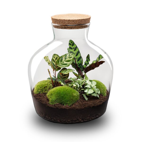 Terrarium Diy Kit - Fat Joe - Bottle Garden - ↑ 30 Cm – Image 2
