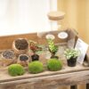 Terrarium Diy Kit - Fat Joe - Bottle Garden - ↑ 30 Cm – Image 3