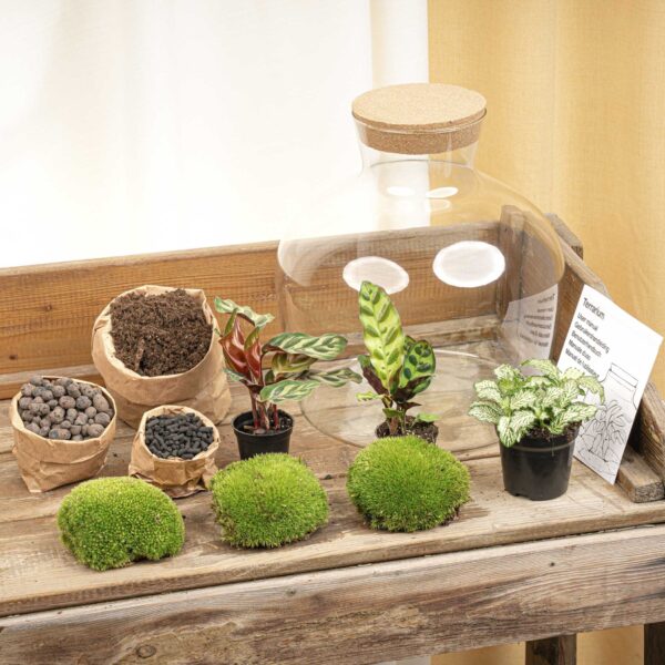 Terrarium Diy Kit - Fat Joe - Bottle Garden - ↑ 30 Cm – Image 3