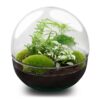 Terrarium Diy Kit - Dome Xl - Bottle Garden - ↑ 28 Cm