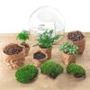 Terrarium Diy Kit - Dome Xl - Bottle Garden - ↑ 28 Cm – Image 3