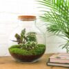 Terrarium Diy Kit - Bolder Bob - Bottle Garden - ↑ 30 Cm – Image 3