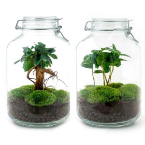 Jar Terrarium Kit - Calathea Lancifolia - Bottle Garden - ↑ 28 Cm