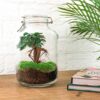 Jar Terrarium Kit - Calathea Lancifolia - Bottle Garden - ↑ 28 Cm – Image 2