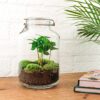 Jar Terrarium Kit - Calathea Lancifolia - Bottle Garden - ↑ 28 Cm – Image 3