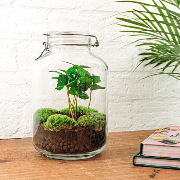 Jar Terrarium Kit - Calathea Lancifolia - Bottle Garden - ↑ 28 Cm – Image 3