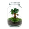 Jar Terrarium Kit - Calathea Lancifolia - Bottle Garden - ↑ 28 Cm – Image 4
