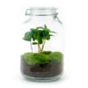 Jar Terrarium Kit - Calathea Lancifolia - Bottle Garden - ↑ 28 Cm – Image 5