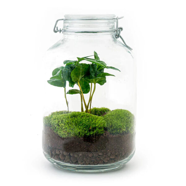 Jar Terrarium Kit - Calathea Lancifolia - Bottle Garden - ↑ 28 Cm – Image 5