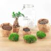 Jar Terrarium Kit - Calathea Lancifolia - Bottle Garden - ↑ 28 Cm – Image 6