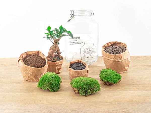 Jar Terrarium Kit - Calathea Lancifolia - Bottle Garden - ↑ 28 Cm – Image 6