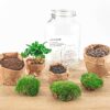 Jar Terrarium Kit - Calathea Lancifolia - Bottle Garden - ↑ 28 Cm – Image 7