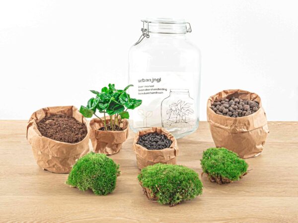 Jar Terrarium Kit - Calathea Lancifolia - Bottle Garden - ↑ 28 Cm – Image 7