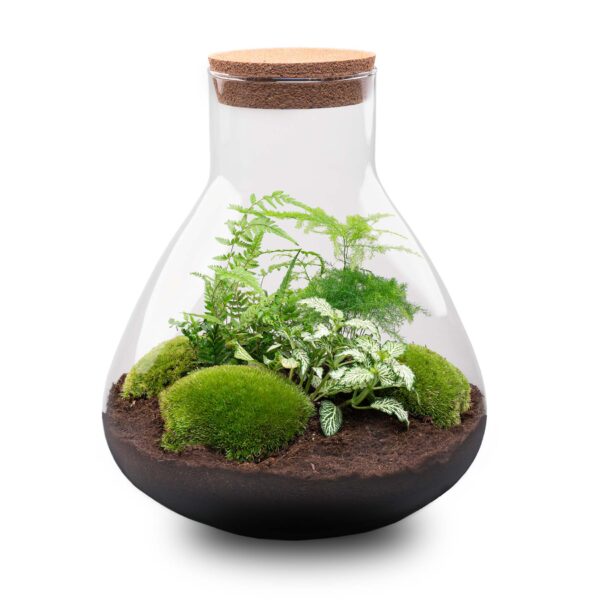 Terrarium Diy Kit - Sam Xl - Bottle Garden - ↑ 35 Cm – Image 2