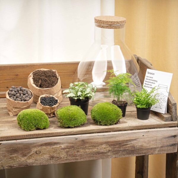 Terrarium Diy Kit - Sam Xl - Bottle Garden - ↑ 35 Cm – Image 3