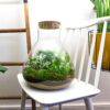 Terrarium Diy Kit - Sam Xl - Bottle Garden - ↑ 35 Cm – Image 4