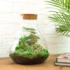 Terrarium Diy Kit - Sam Xl - Bottle Garden - ↑ 35 Cm – Image 5