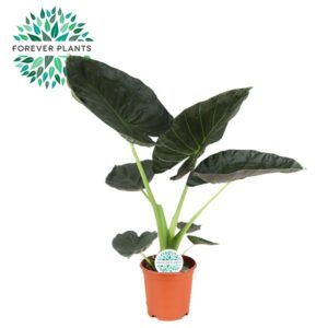 Alocasia Regal Shield - Ø21Cm - ↕90Cm