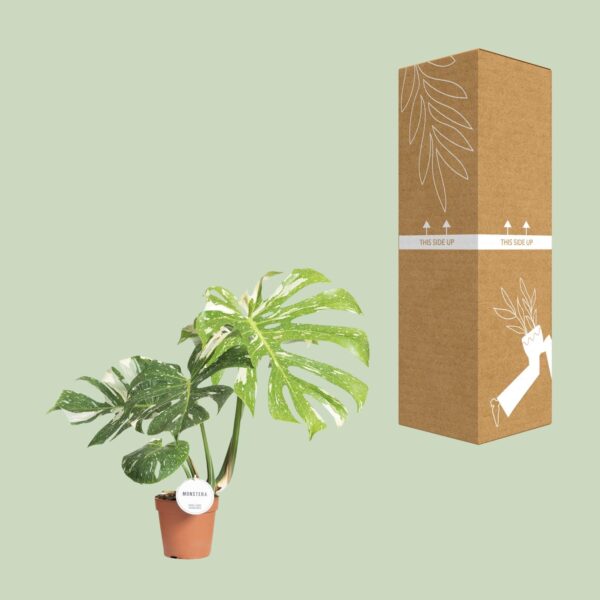 Monstera Thai Constellation - Ø15Cm - ↕40-50Cm – Image 2