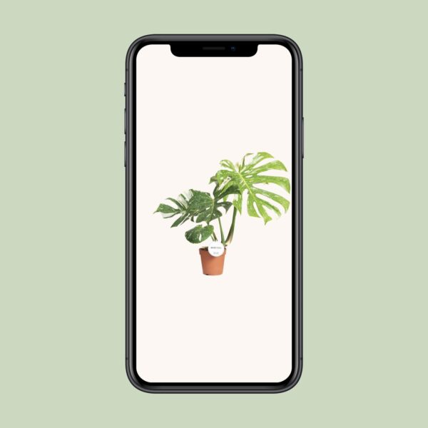 Monstera Thai Constellation - Ø15Cm - ↕40-50Cm – Image 3