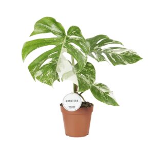 Monstera Deliciosa Variegata - Ø15Cm - ↕45Cm