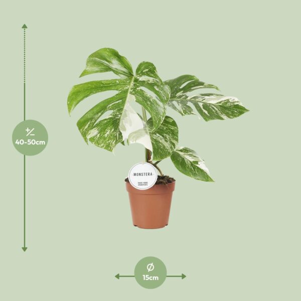 Monstera Deliciosa Variegata - Ø15Cm - ↕45Cm – Image 2
